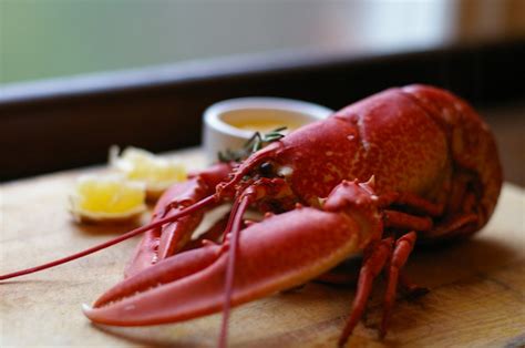 lobster maine ia.